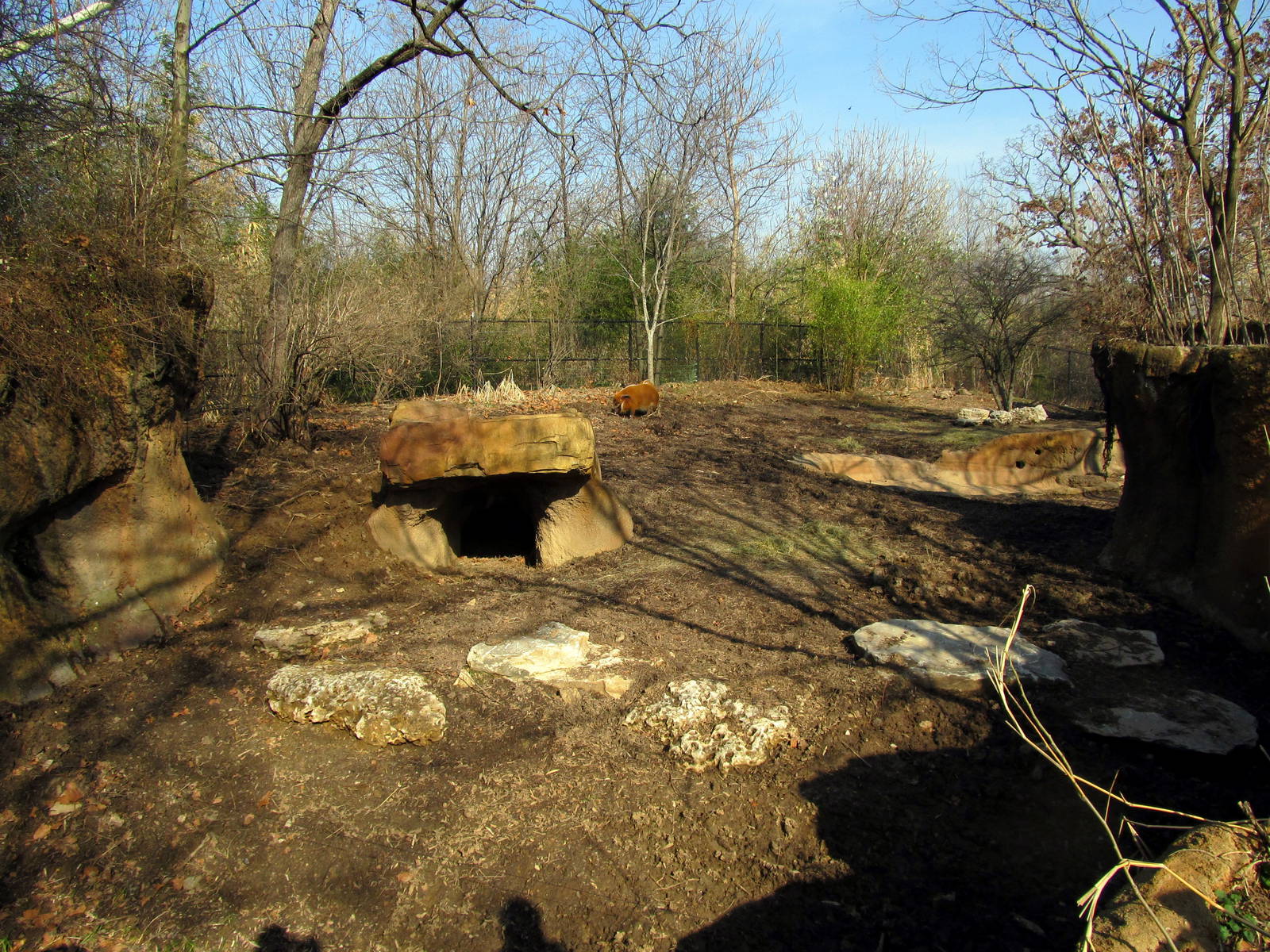 Red River Hog/Beat-eared Fox Exhibit