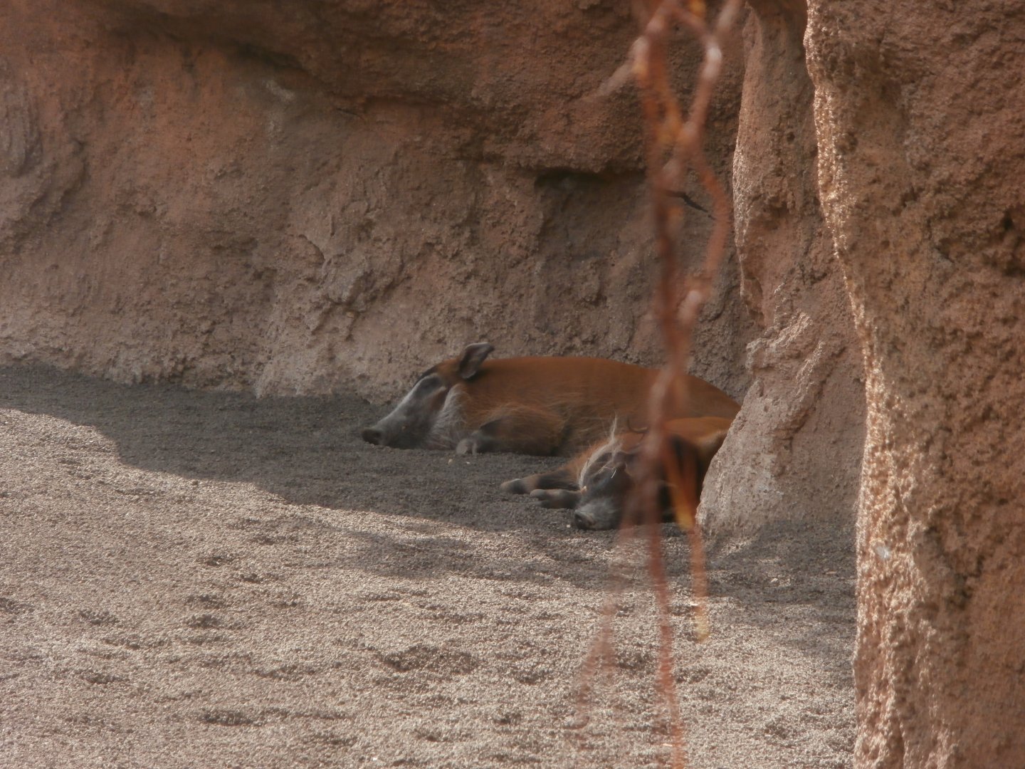 Red river hog -Bioparc Valencia (Summer 2017)