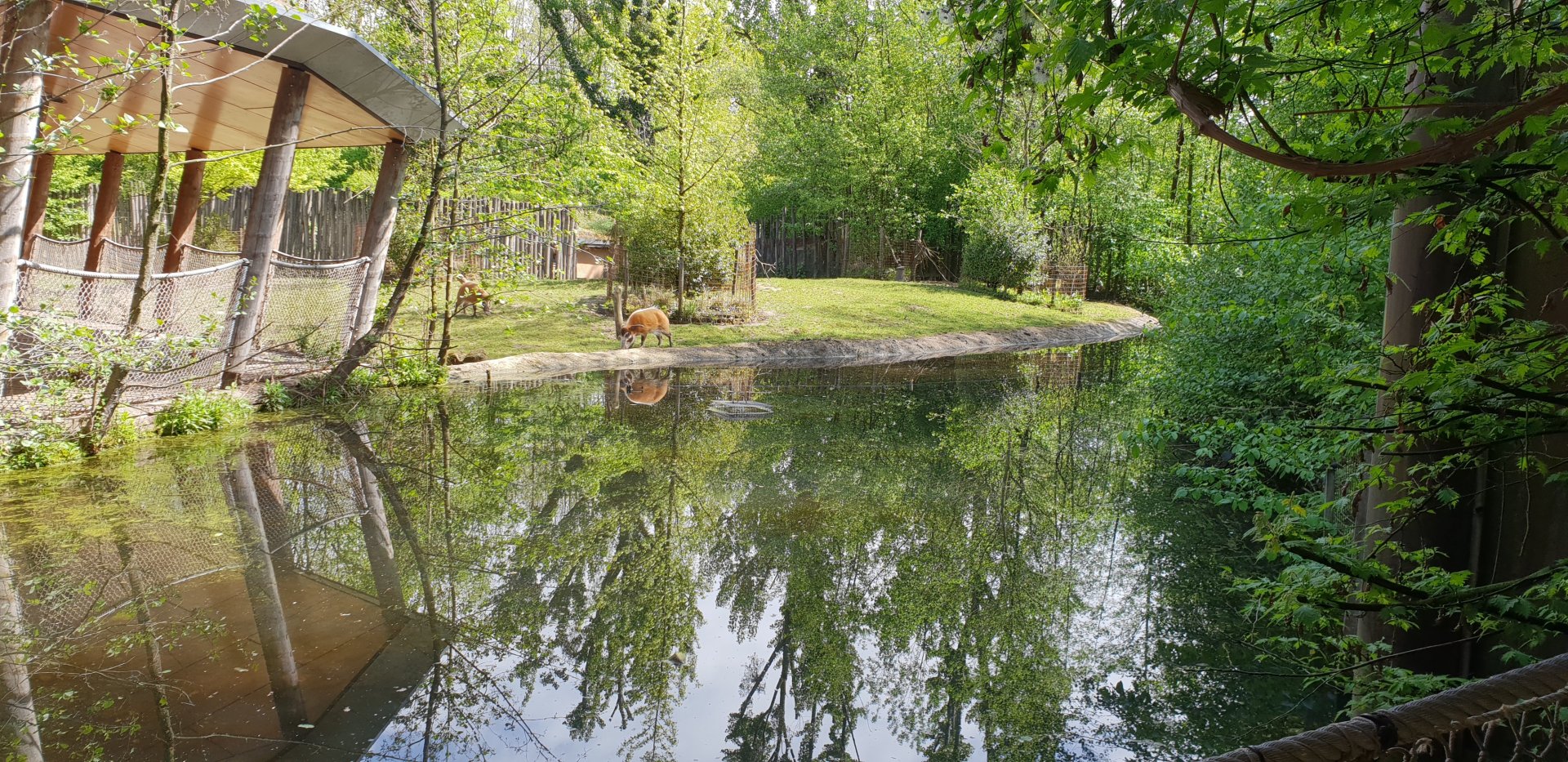 Red river hog - Bongo enclosure