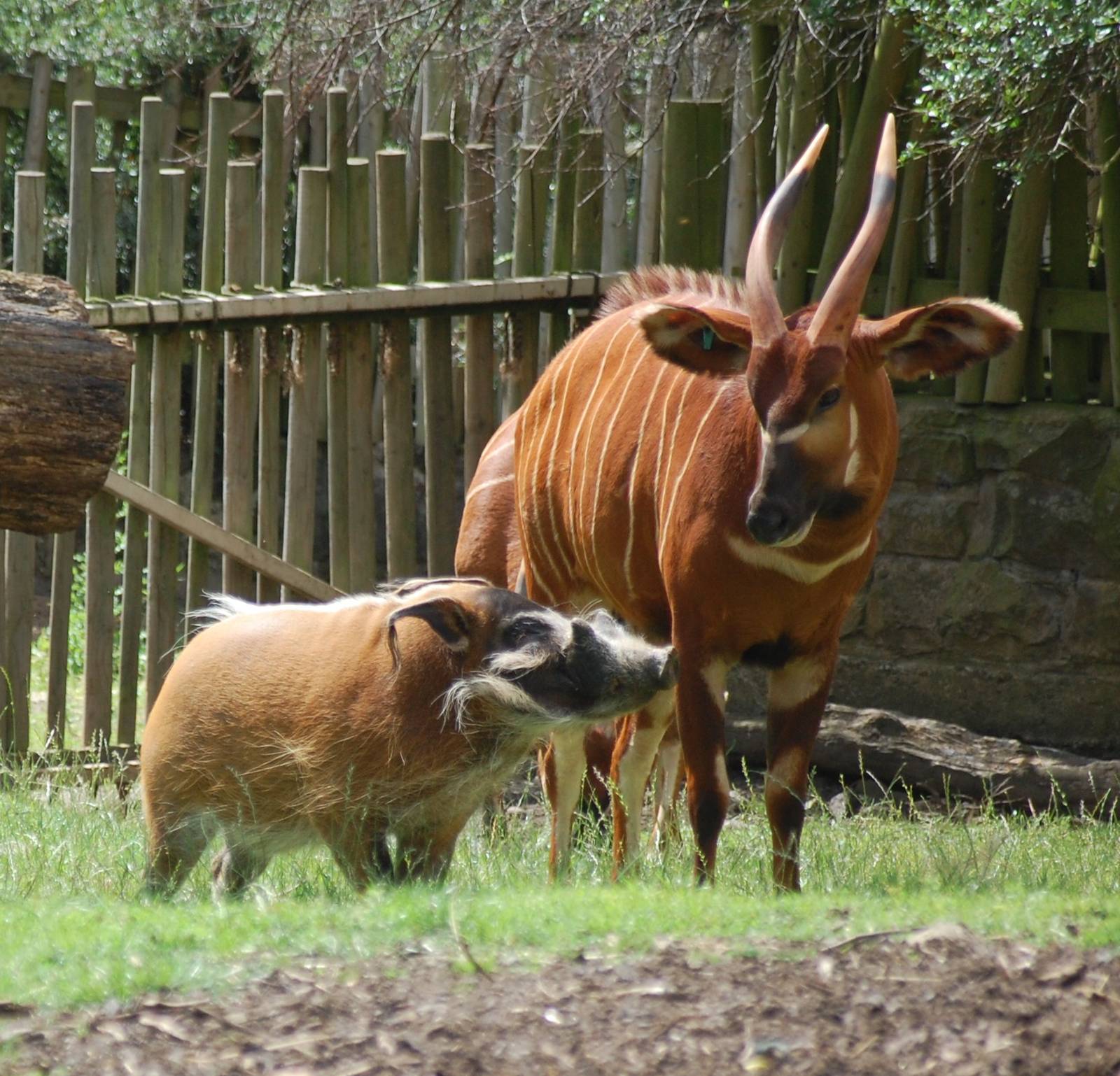 Red River Hog & Bongo
