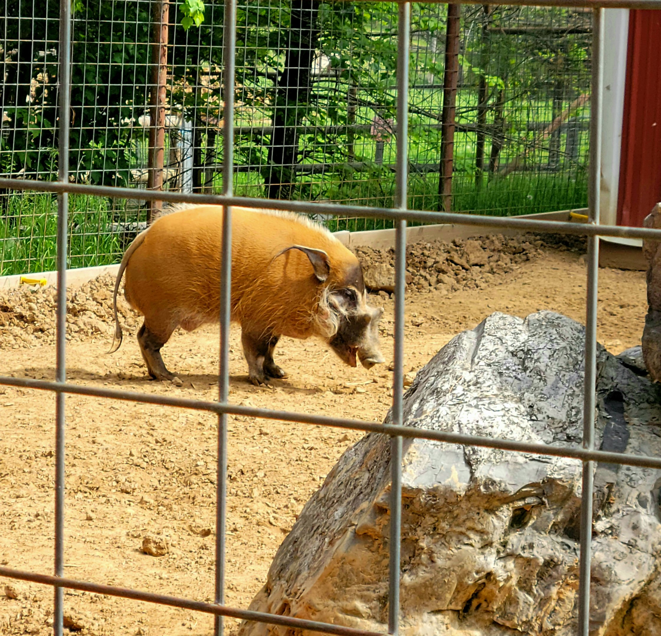 Red River Hog -Bright's Zoo-April 2025