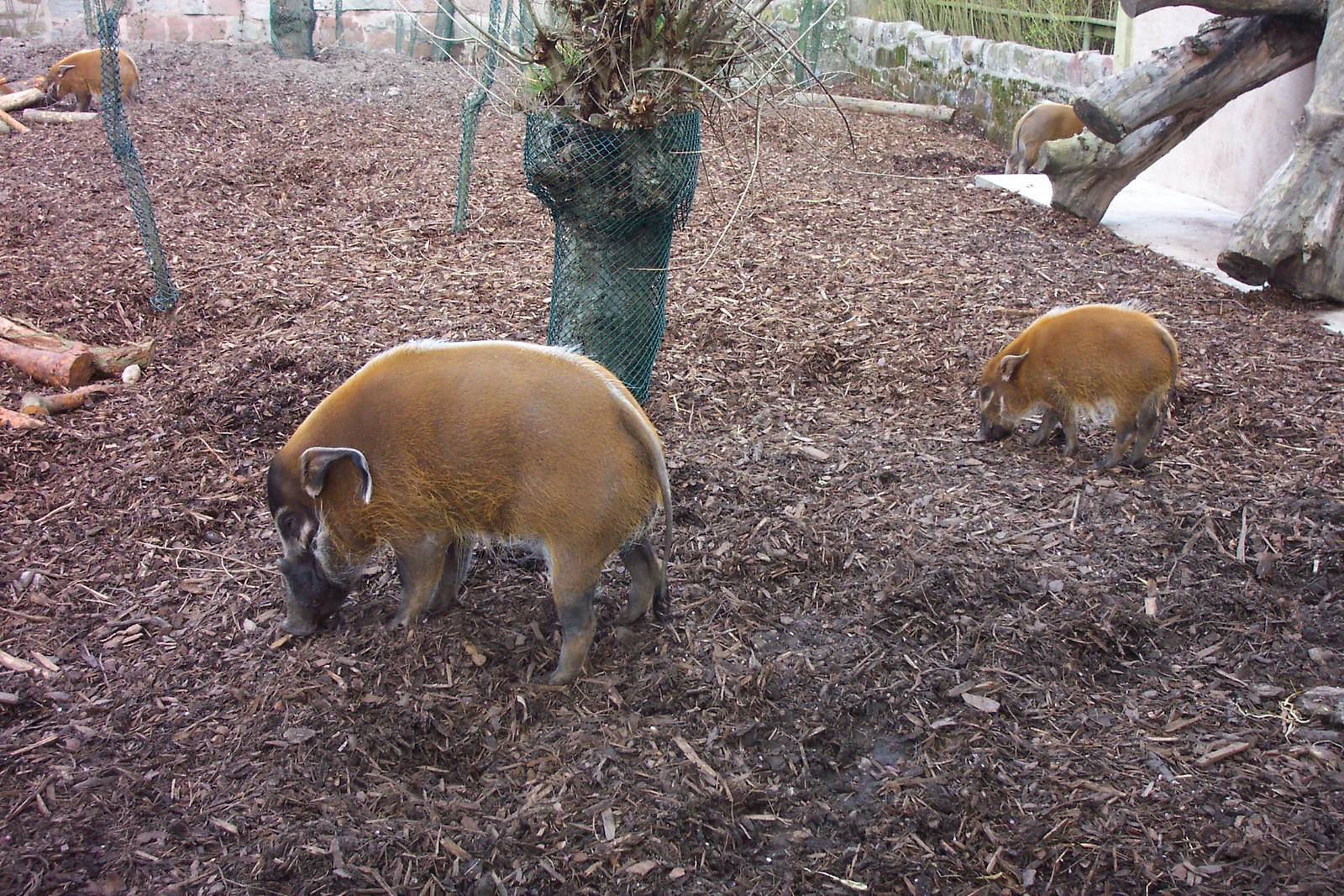 Red river hog, chester zoo 2006