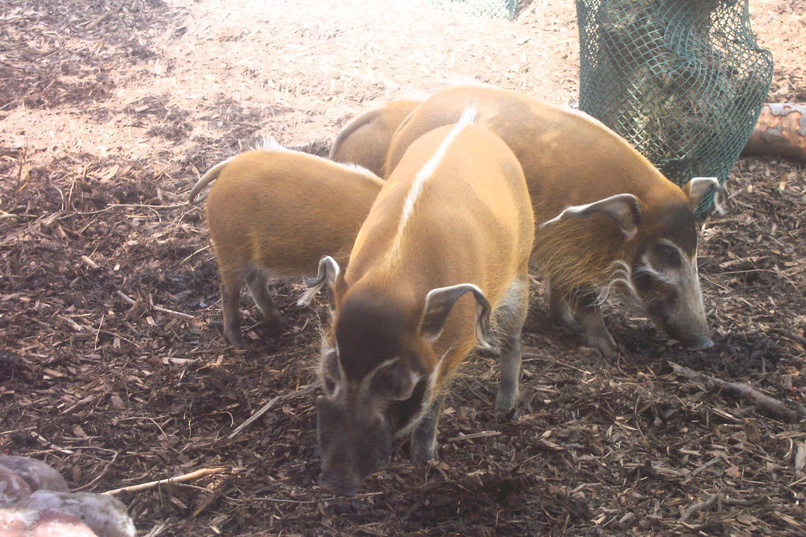 Red river hog, chester zoo 2006