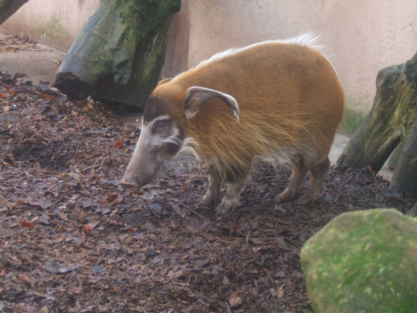 Red River Hog, Chester Zoo, 2007