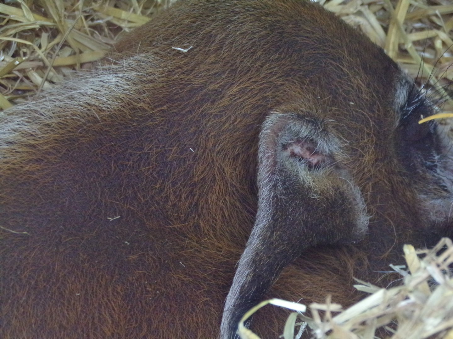 Red river hog closeup 20.4.25