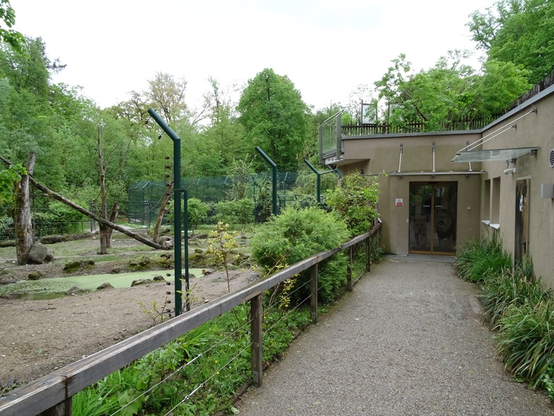Red river hog + diana monkey enclosure and entrance to Lion House