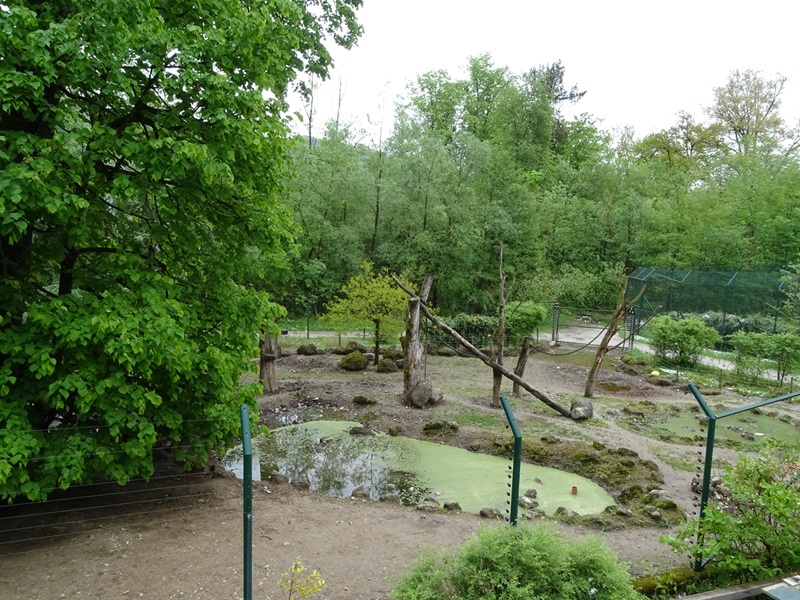 Red river hog + diana monkey enclosure