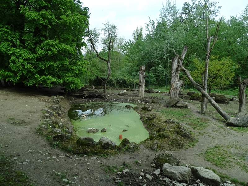 Red river hog + diana monkey enclosure
