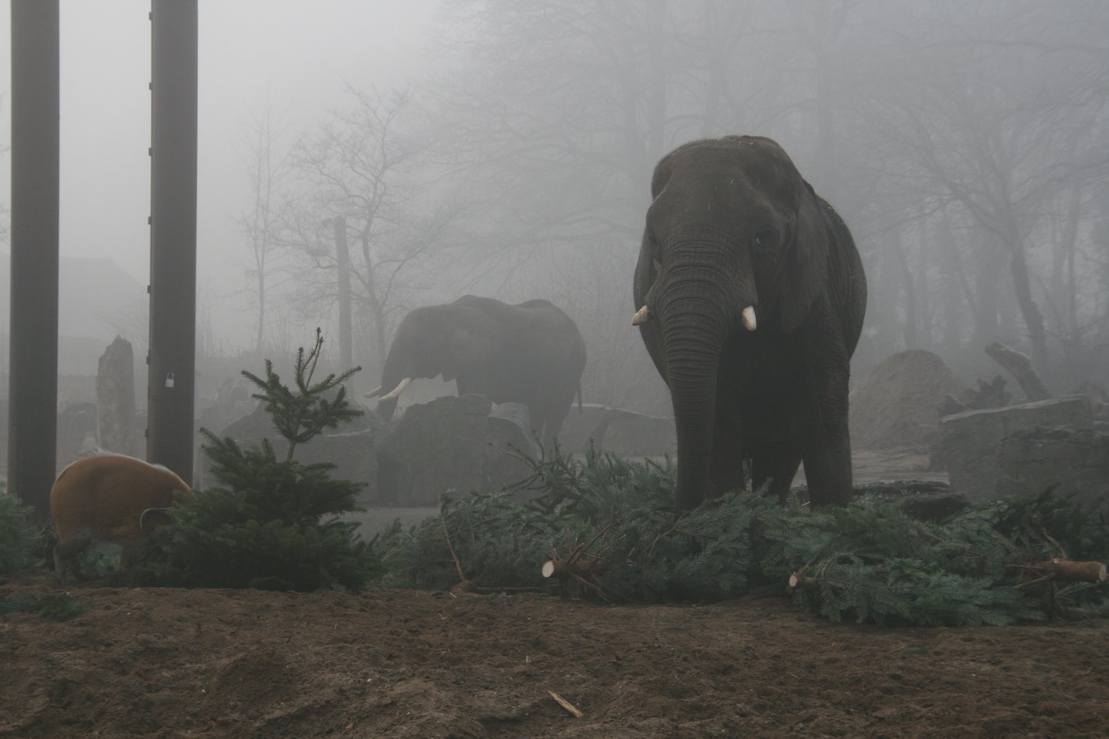 Red river hog, Duna on the right side and Aja standing in the background