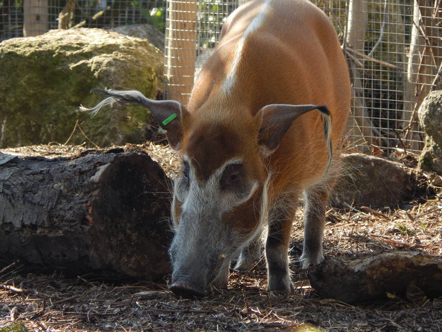 Red river hog (early morning) 190322
