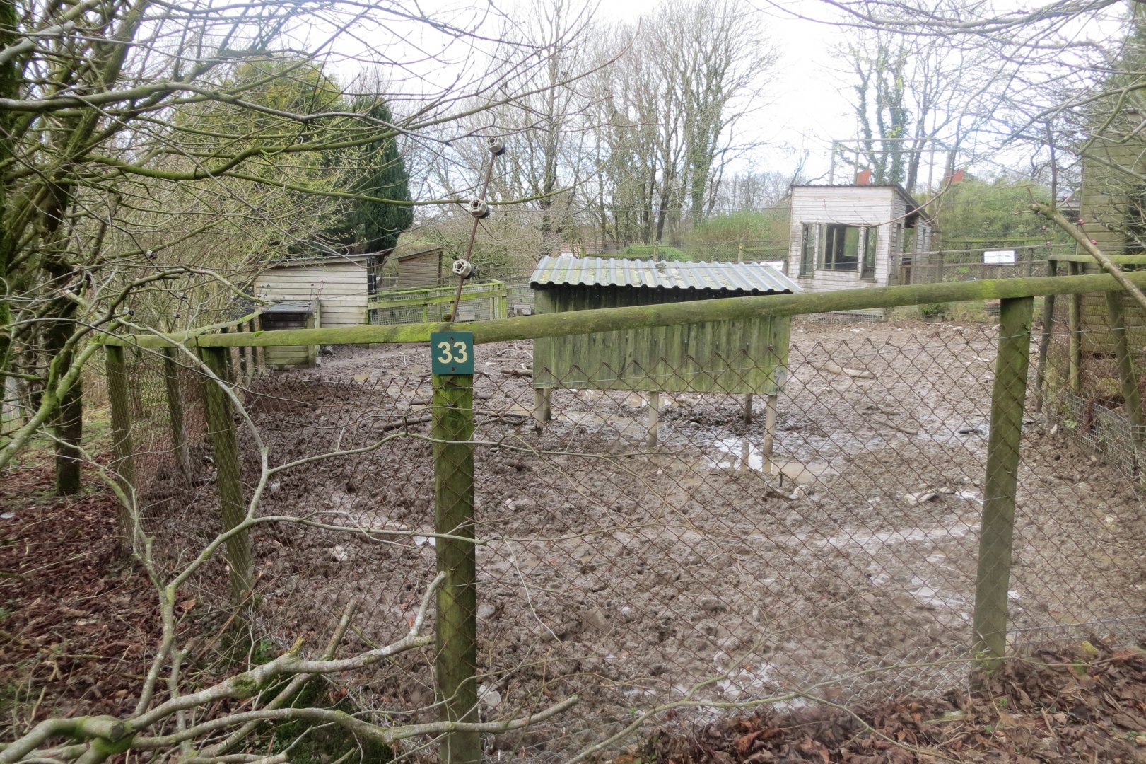 Red river hog enclosure 040319
