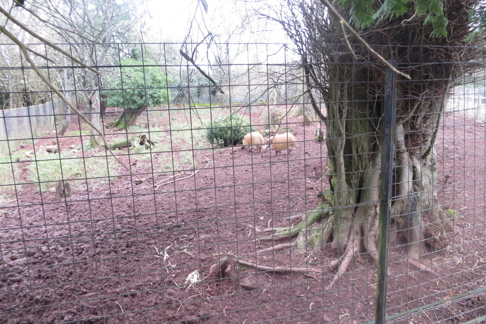 Red river hog enclosure 050119