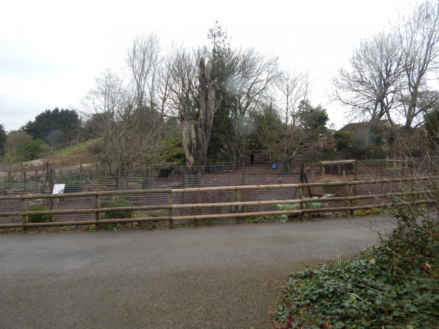 Red river hog enclosure 050224
