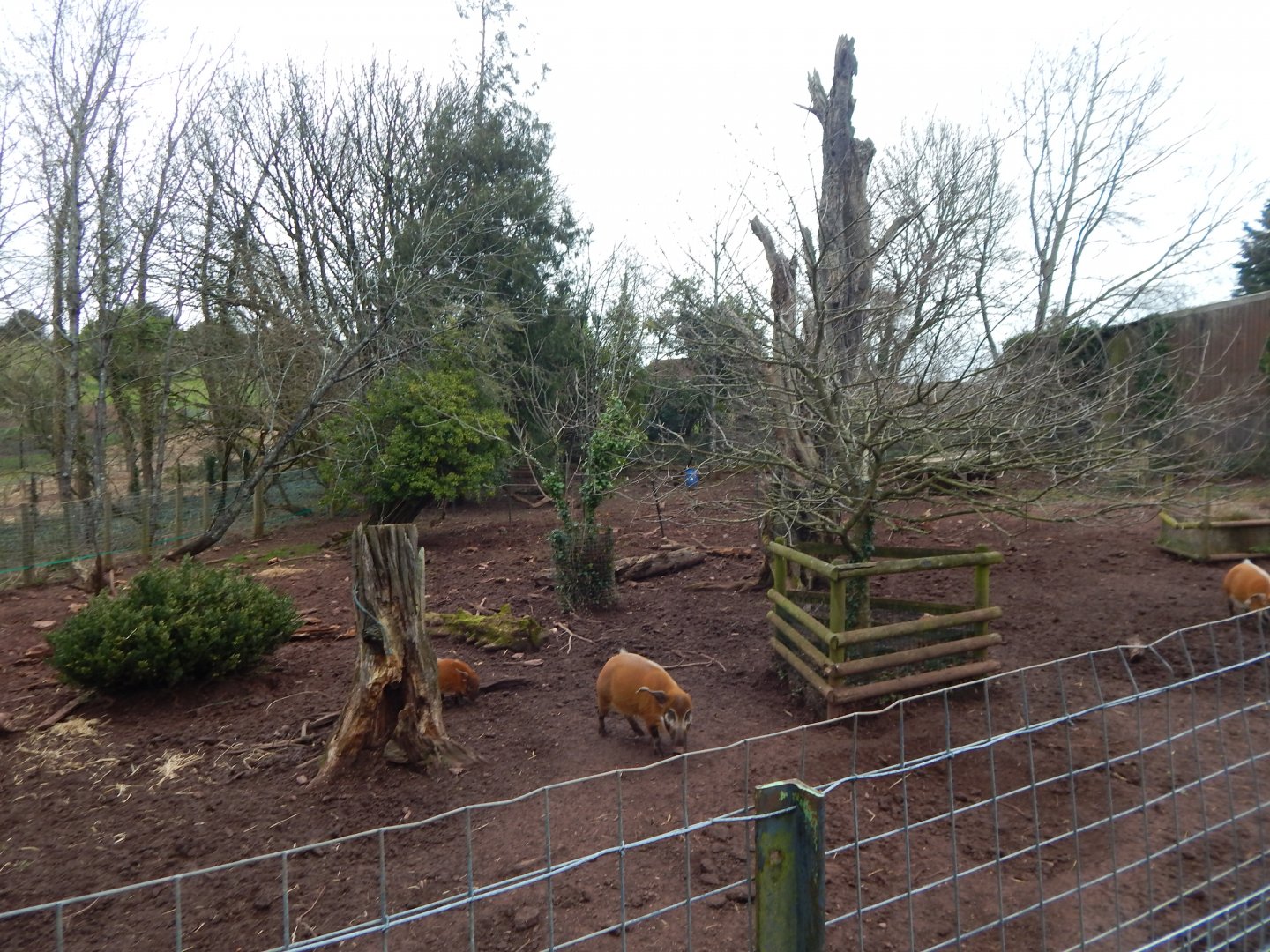 Red river hog enclosure 050224