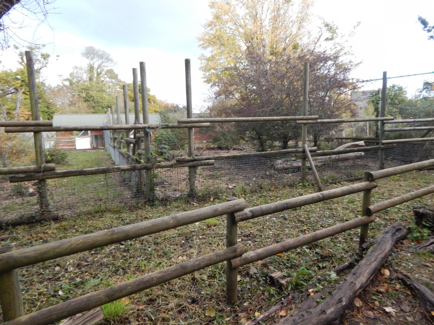 Red river hog enclosure 051123