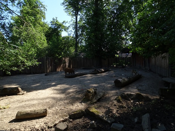 Red river hog enclosure (07/22)