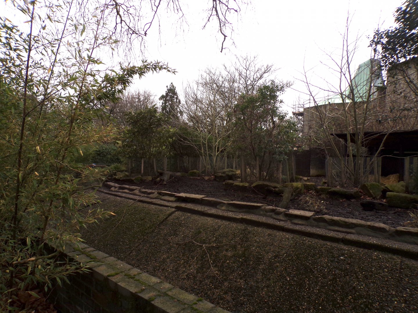 Red river hog enclosure 11.2.25