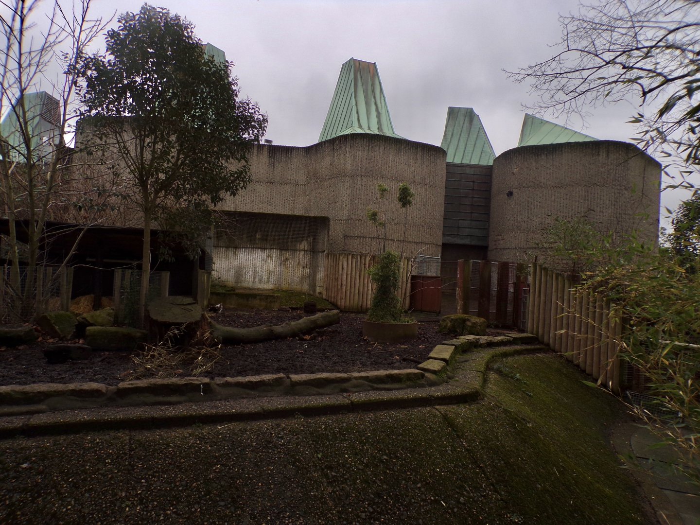 Red river hog enclosure 11.2.25
