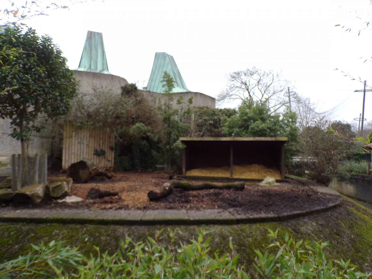 Red river hog enclosure 11.2.25