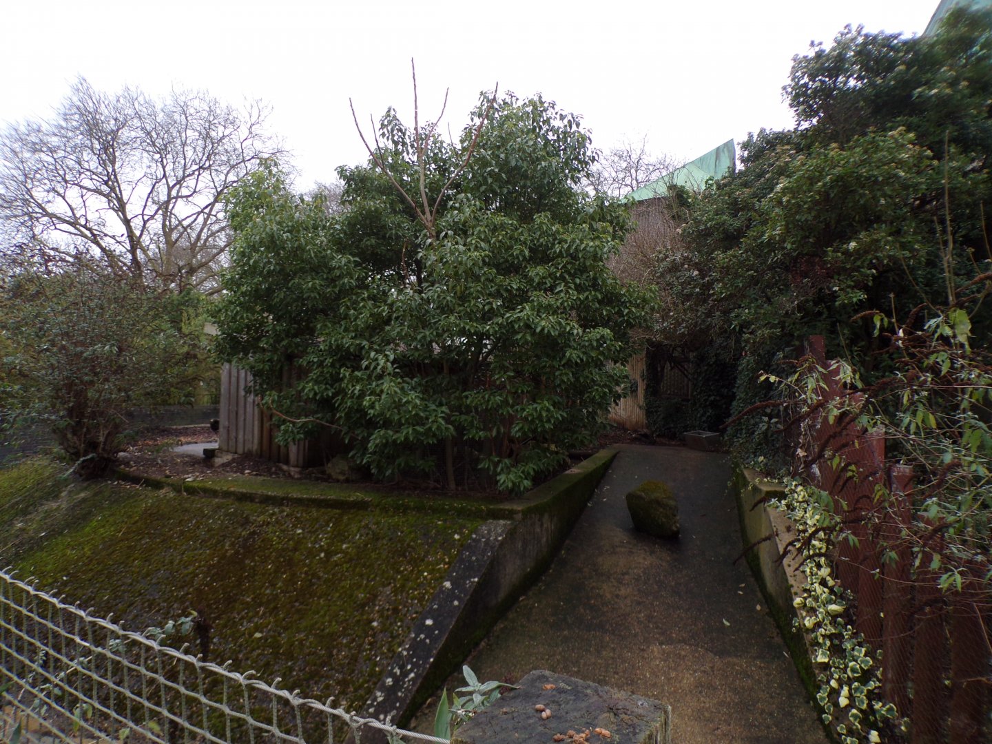Red river hog enclosure 11.2.25