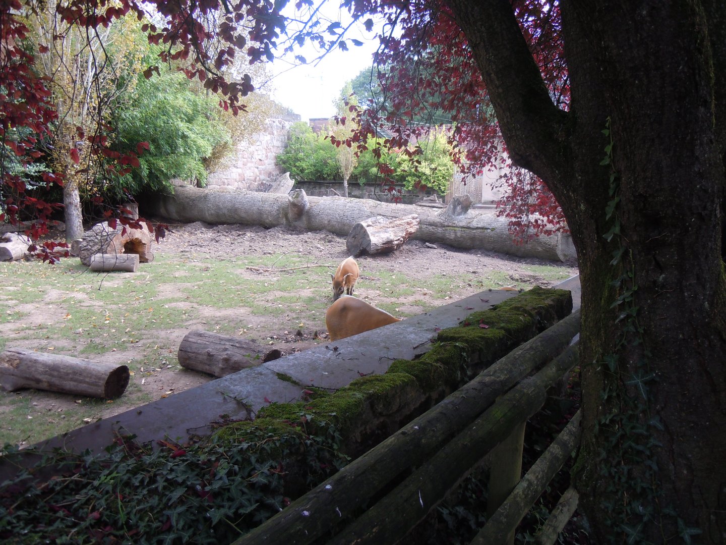 Red river hog enclosure 110920