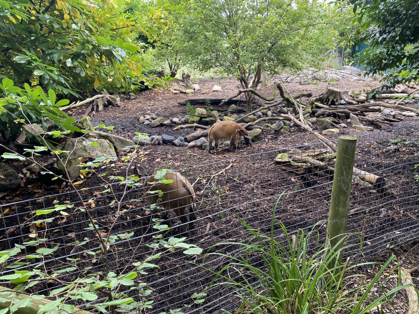 Red river hog enclosure 120821