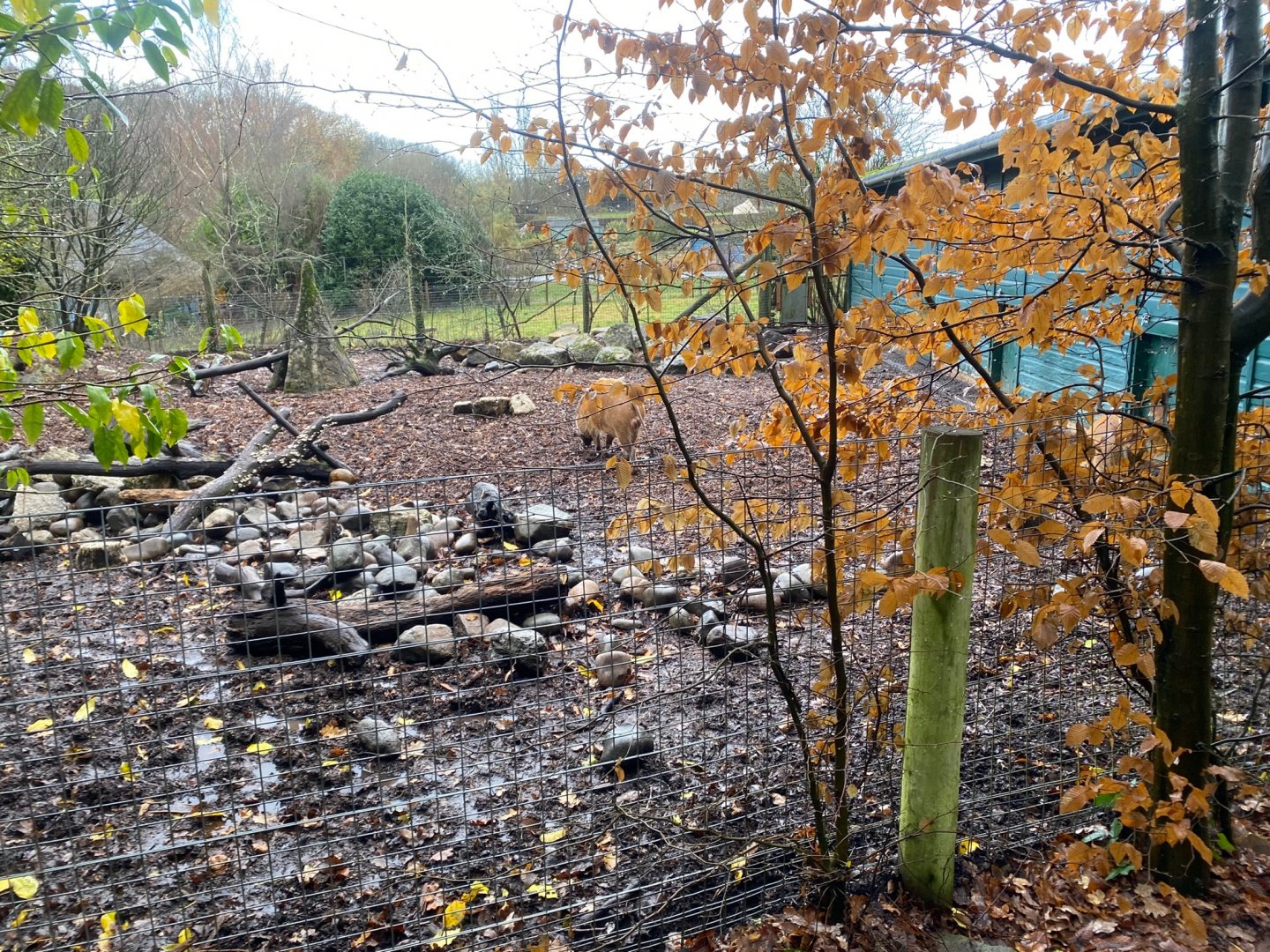 Red river hog enclosure 121223