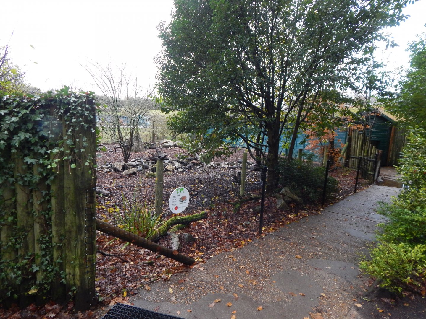 Red river hog enclosure 121223