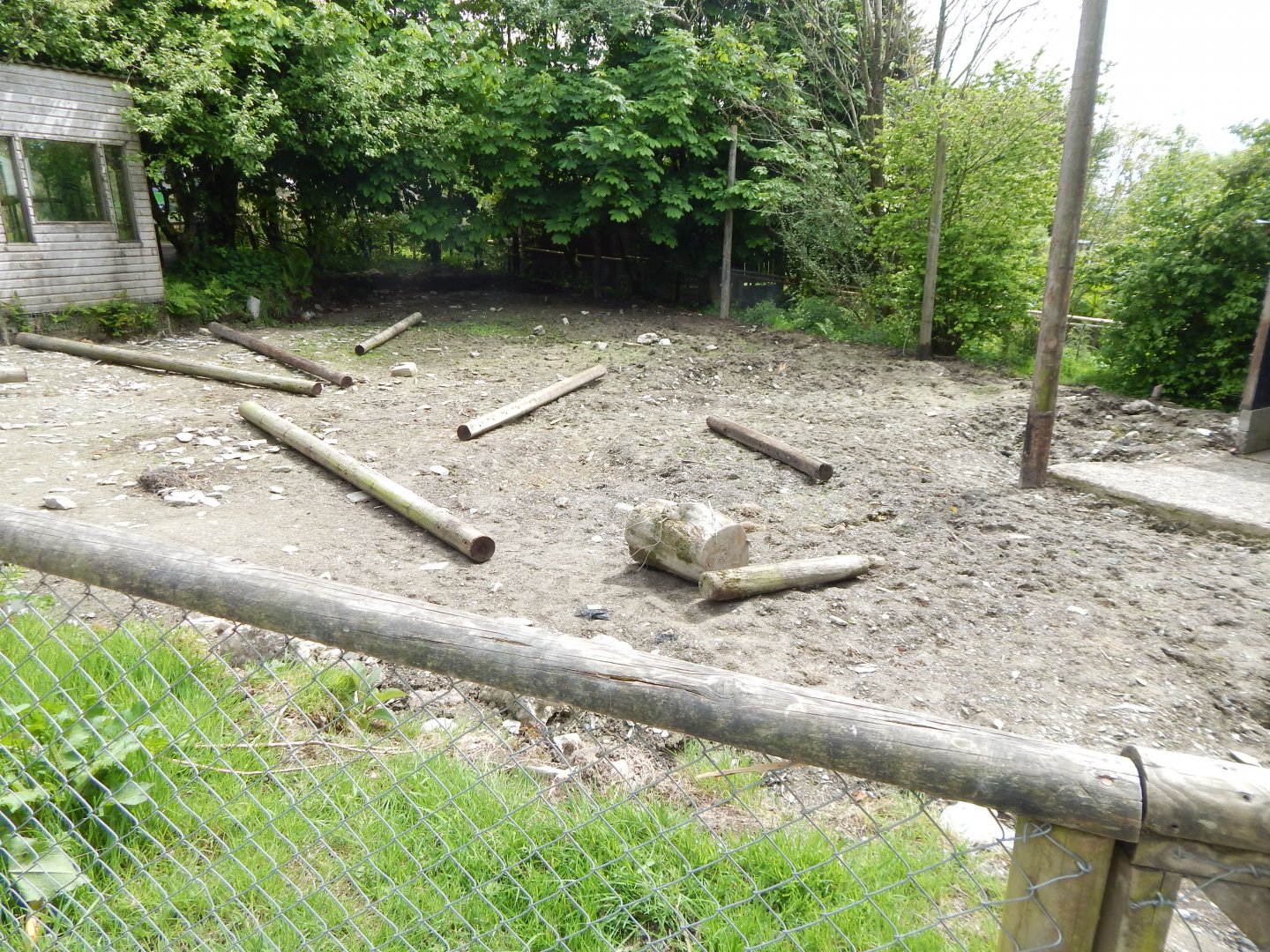 Red river hog enclosure 150522