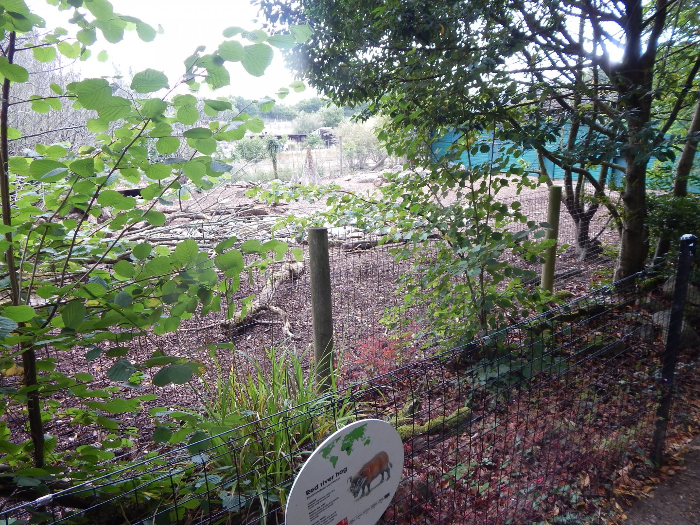 Red river hog enclosure 150725