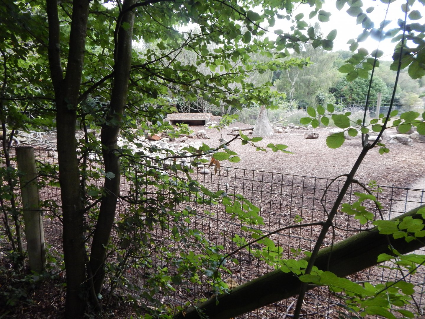 Red river hog enclosure 150725