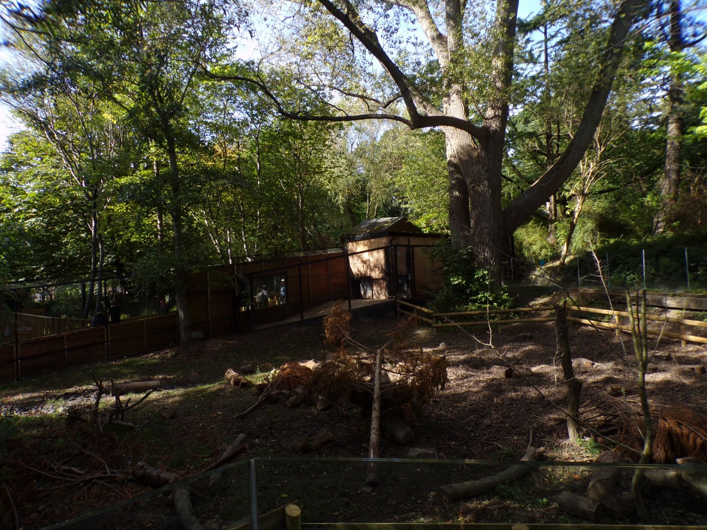 Red river hog enclosure 16.9.24