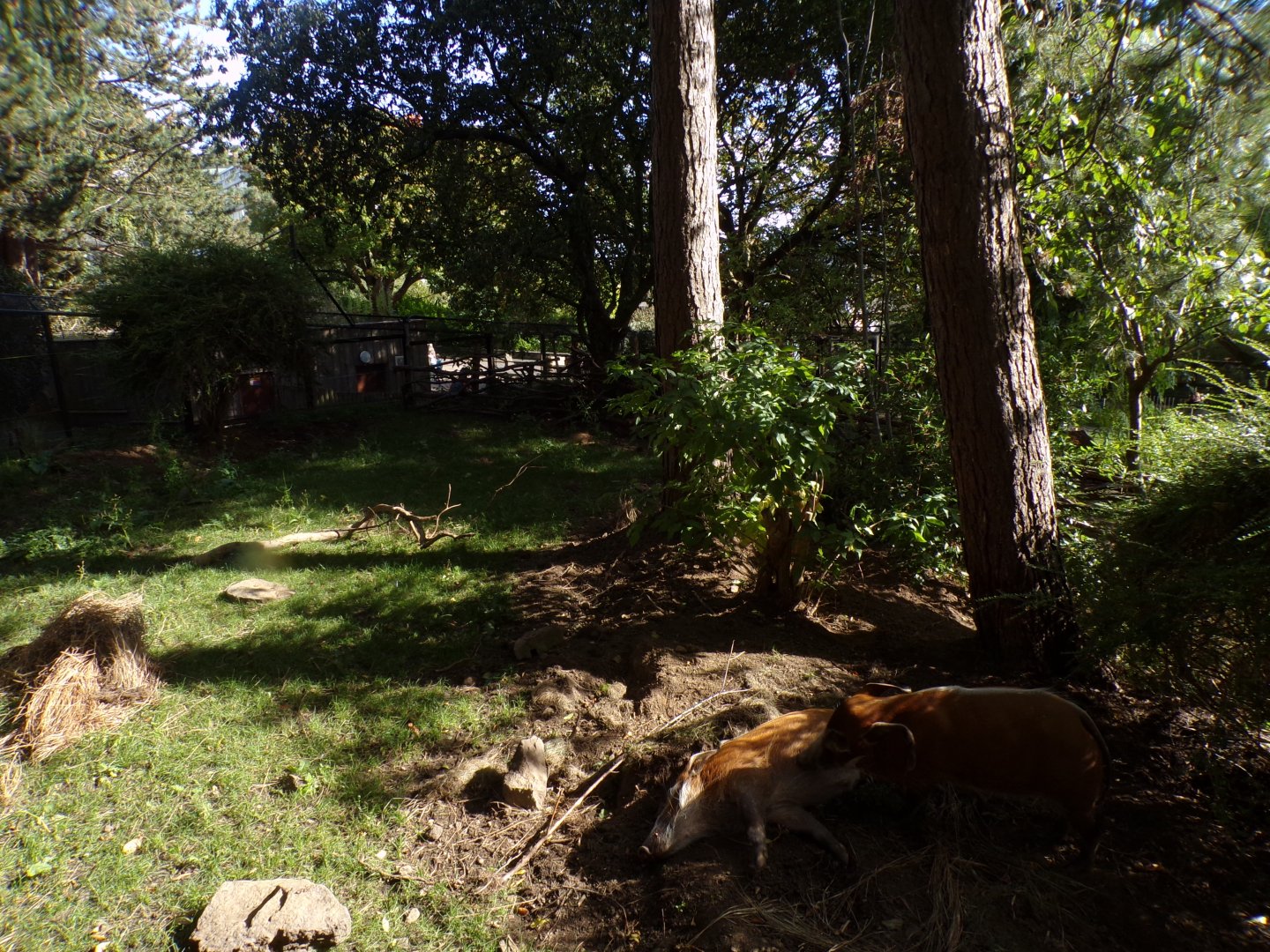 Red river hog enclosure 16.9.24
