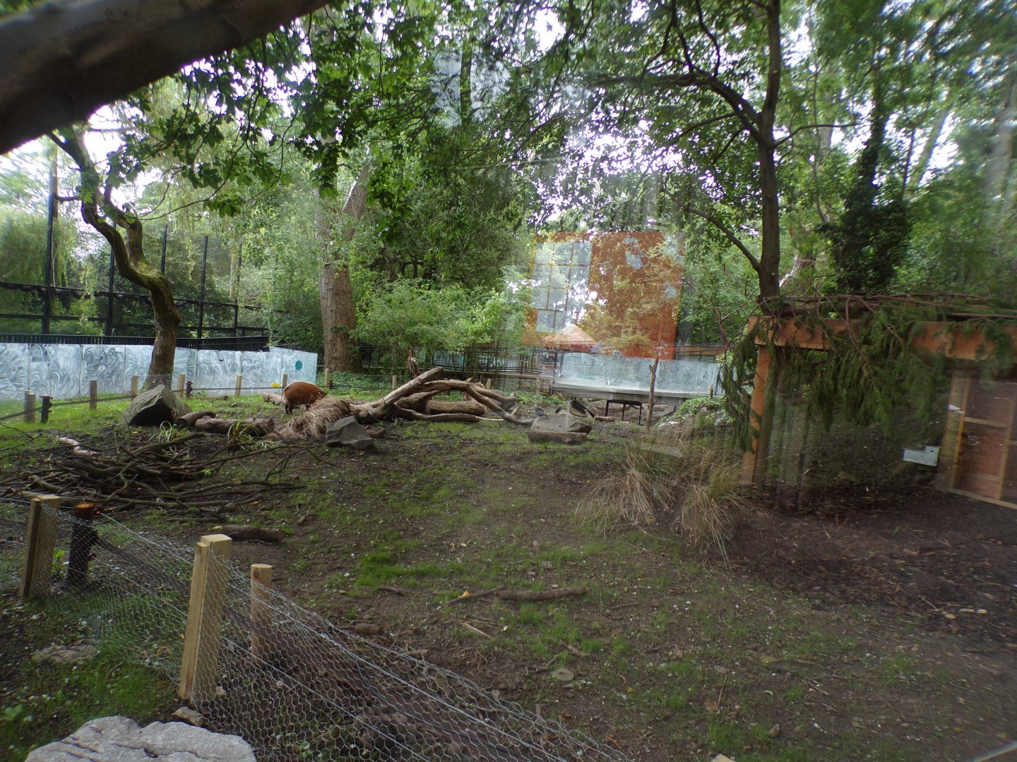 Red river hog enclosure 18.7.24