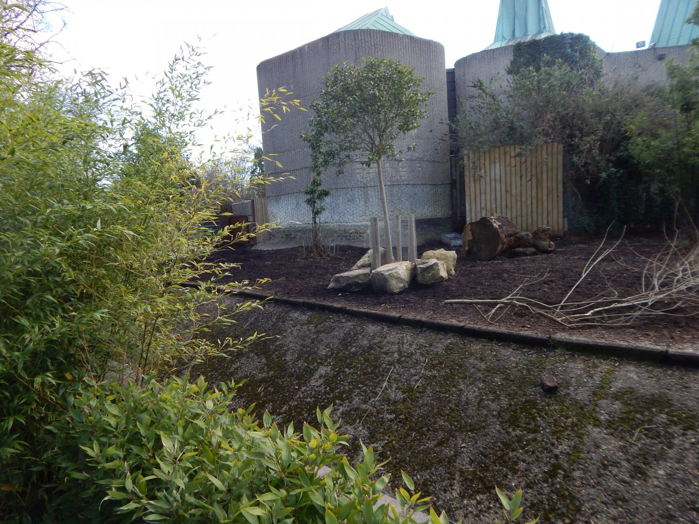 Red river hog enclosure 180322