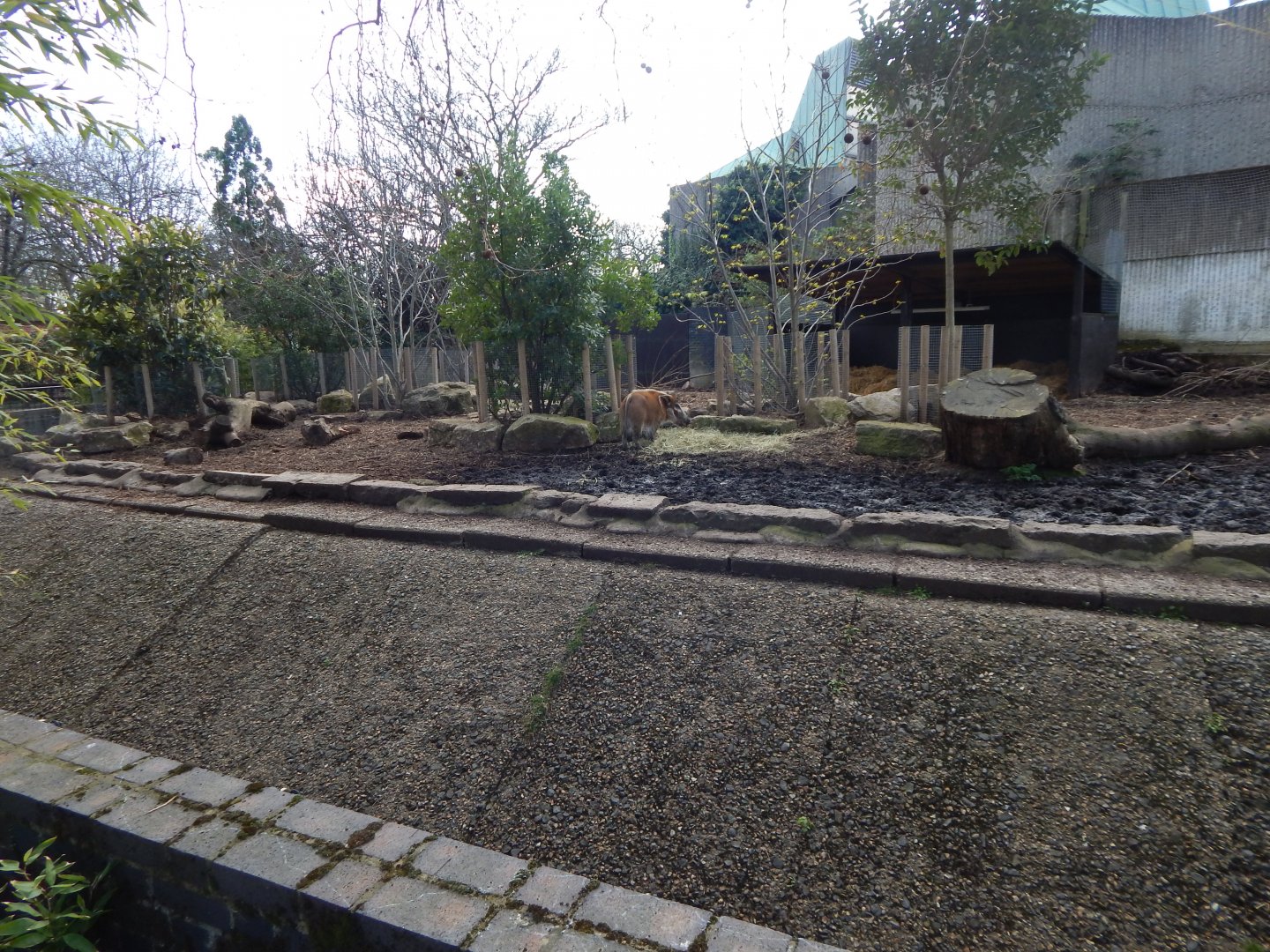 Red river hog enclosure 180322