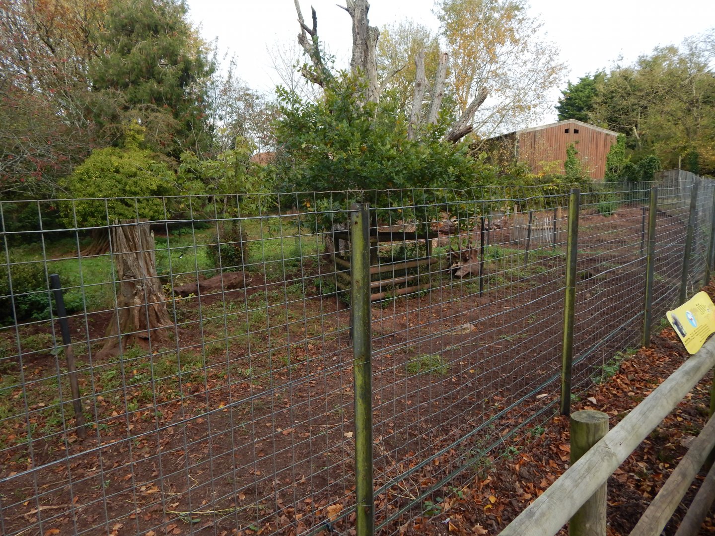 Red river hog enclosure 181020
