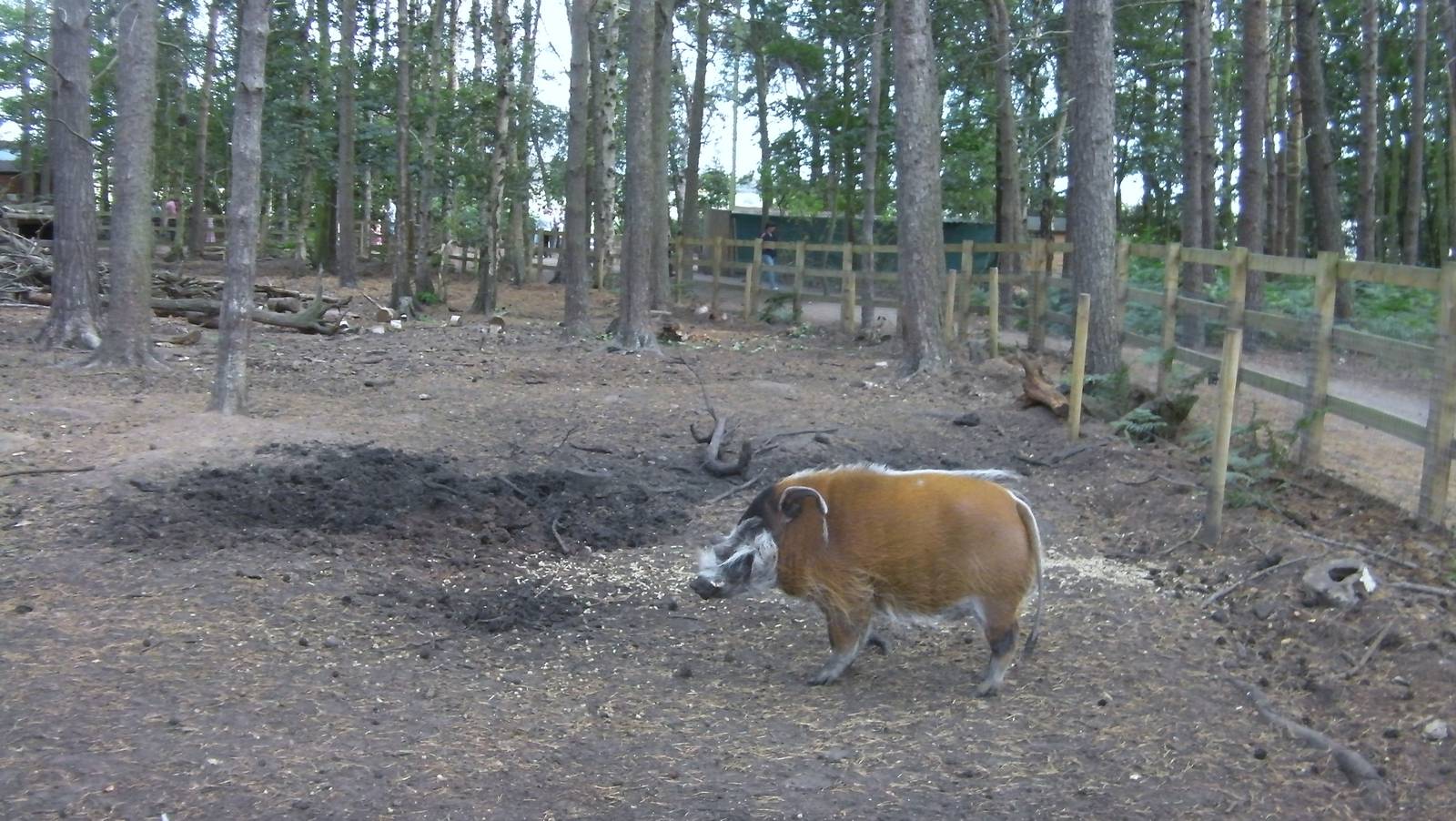 Red River Hog Enclosure - 19.08.2011