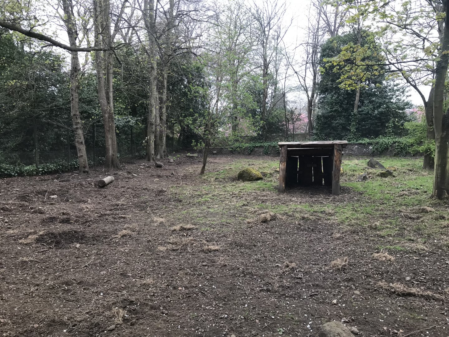 Red river hog enclosure (2)