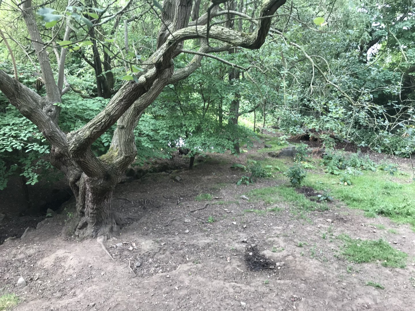 Red river hog enclosure (2)
