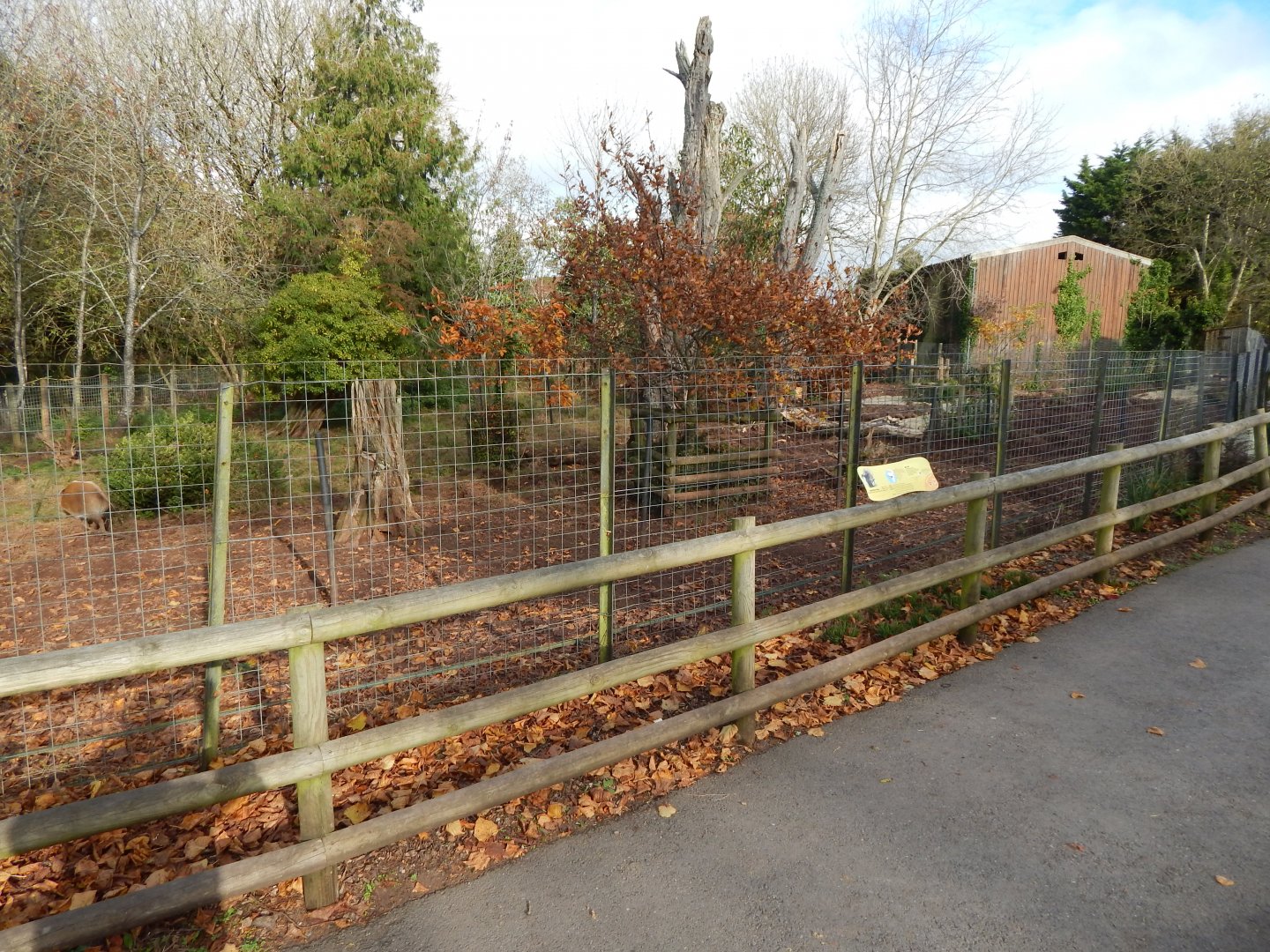 Red river hog enclosure 201121
