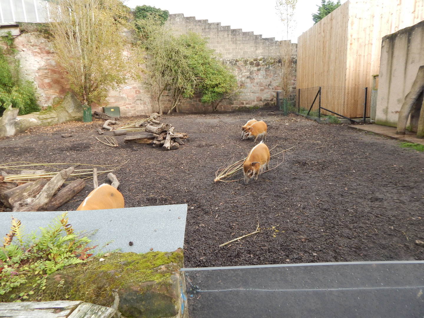 Red river hog enclosure 221022