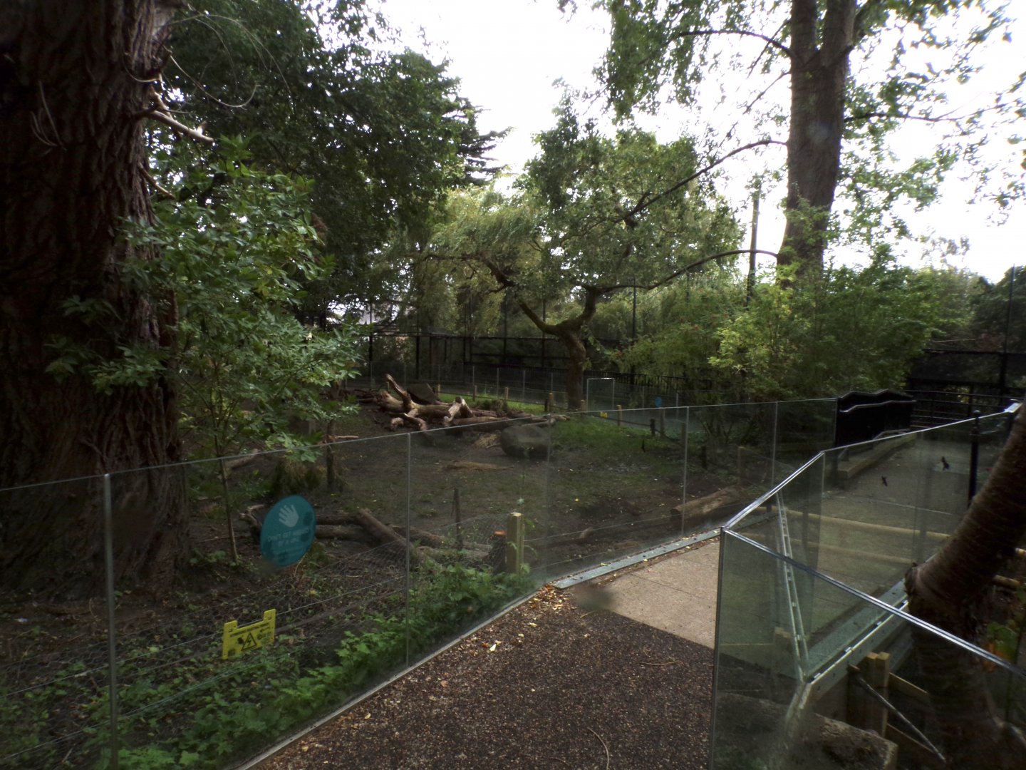 Red river hog enclosure 25.8.24