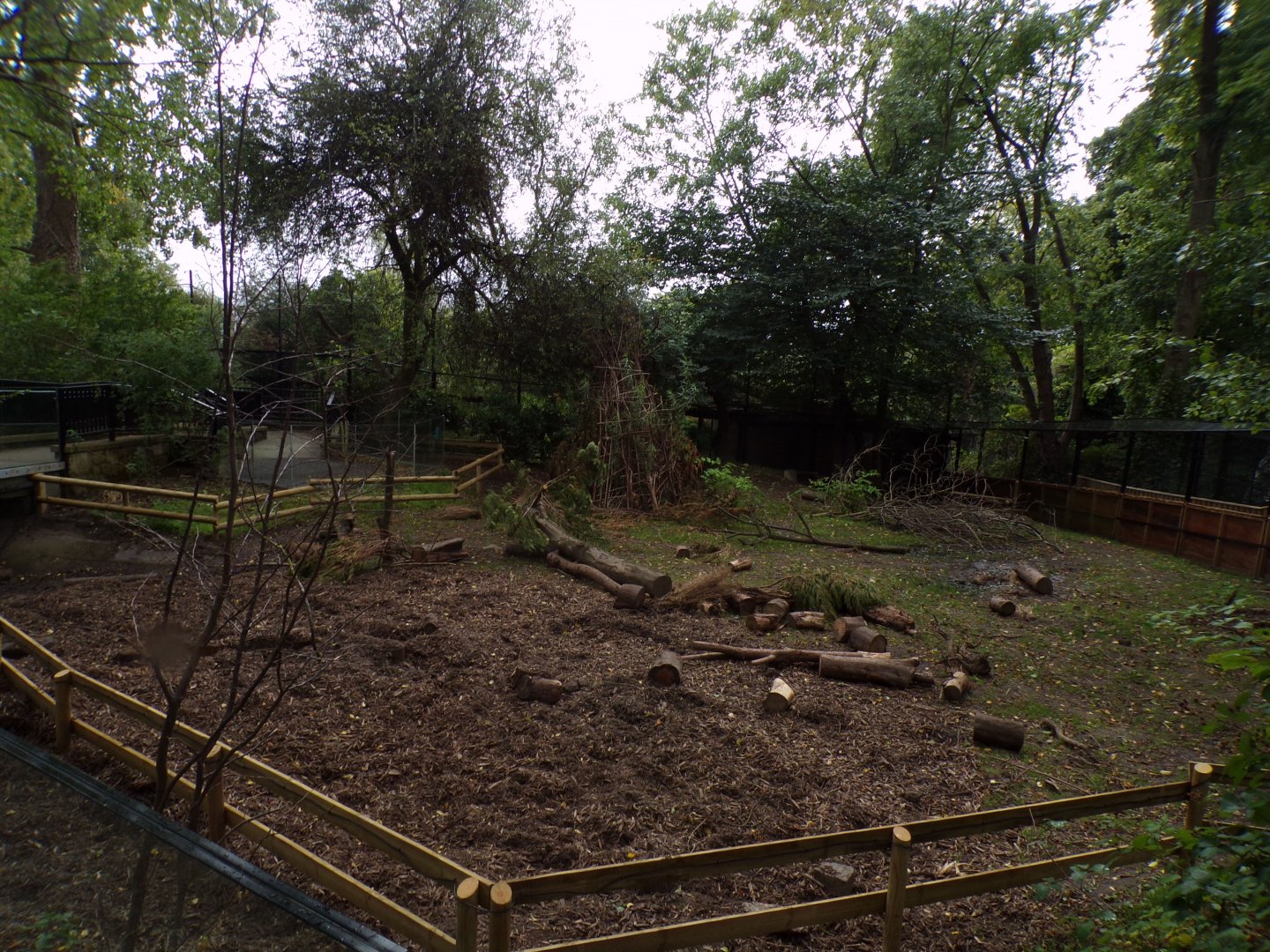 Red river hog enclosure 25.8.24