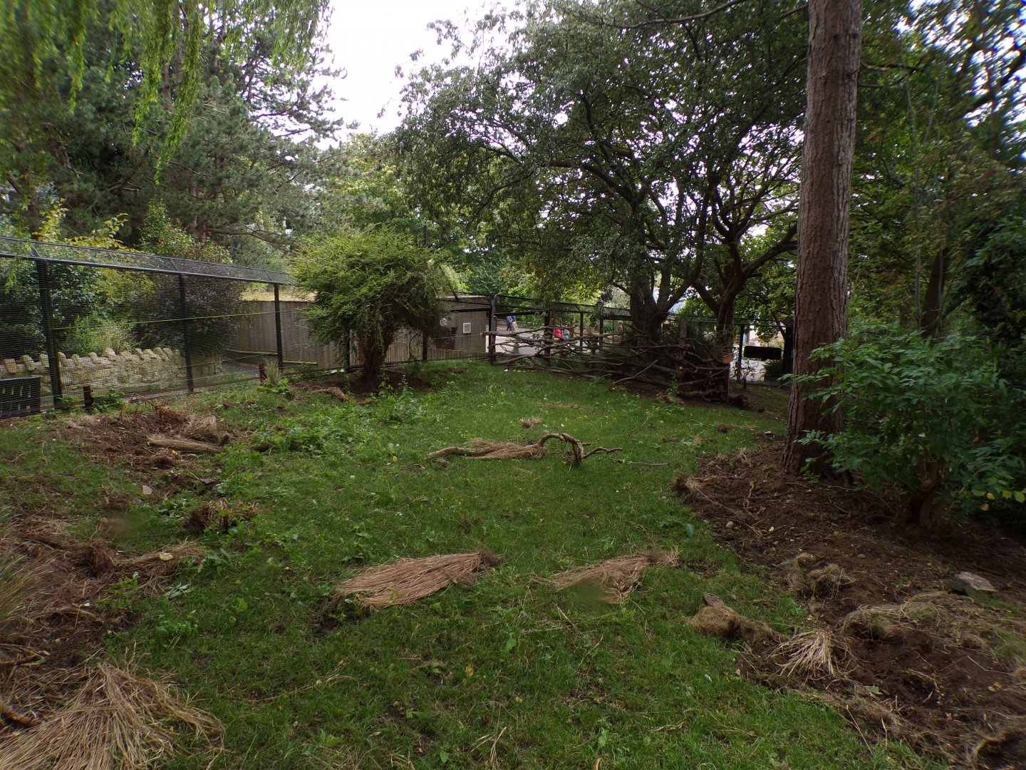 Red river hog enclosure 25.8.24