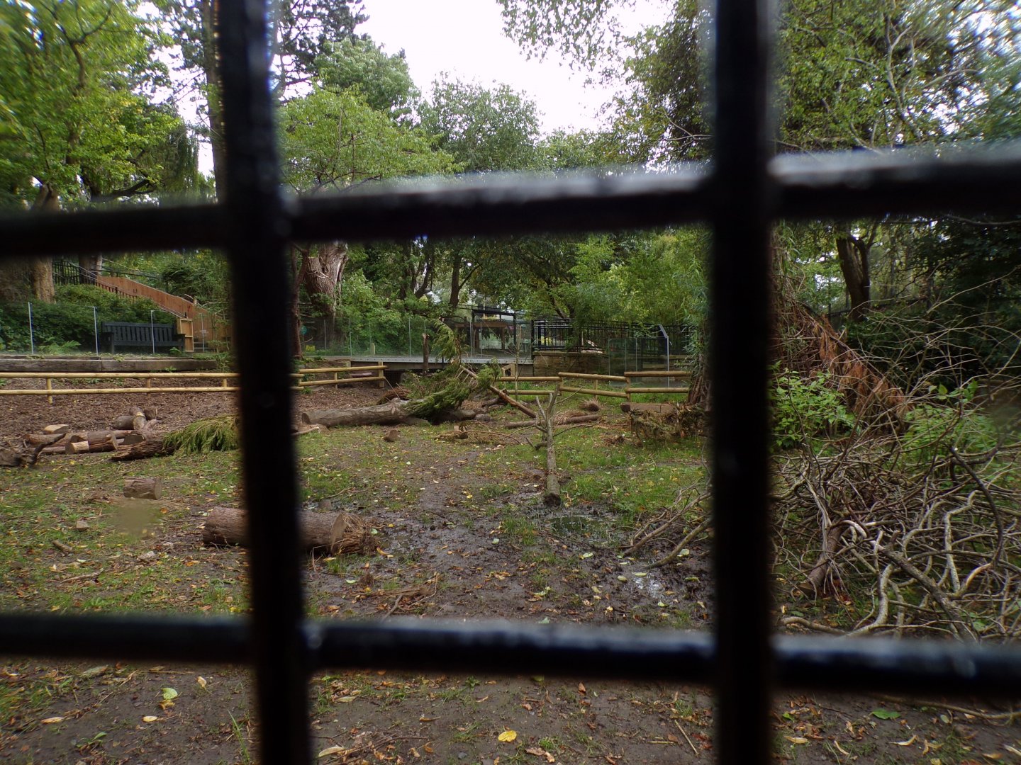 Red river hog enclosure 25.8.24