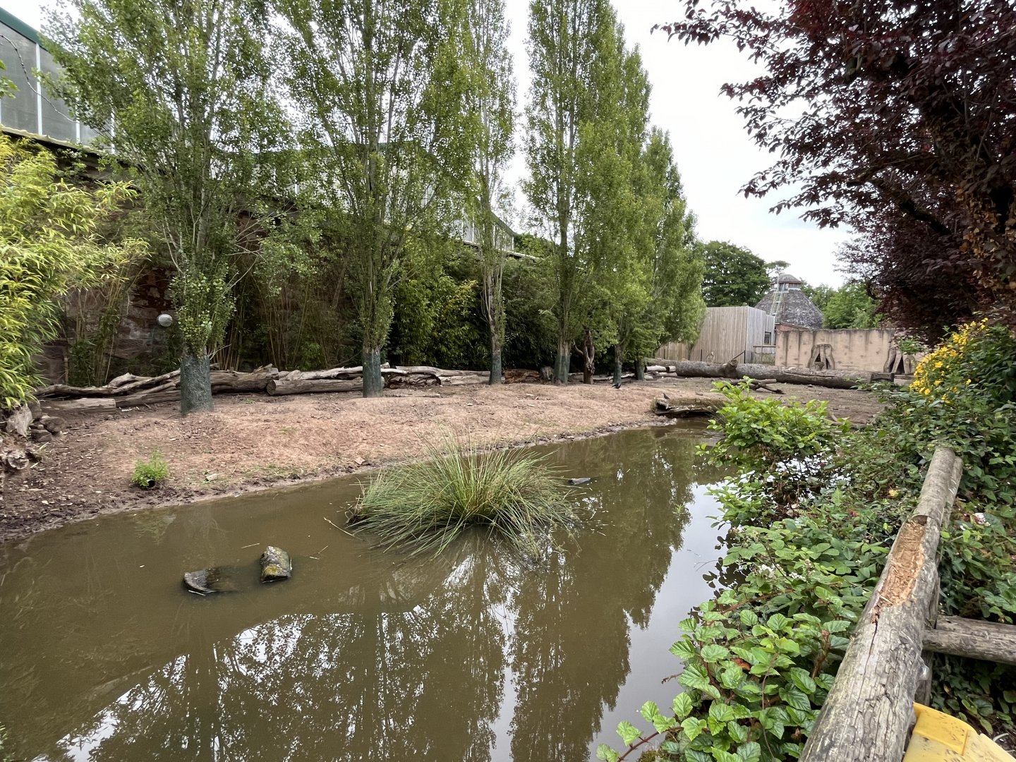 Red river hog enclosure 29.6.24