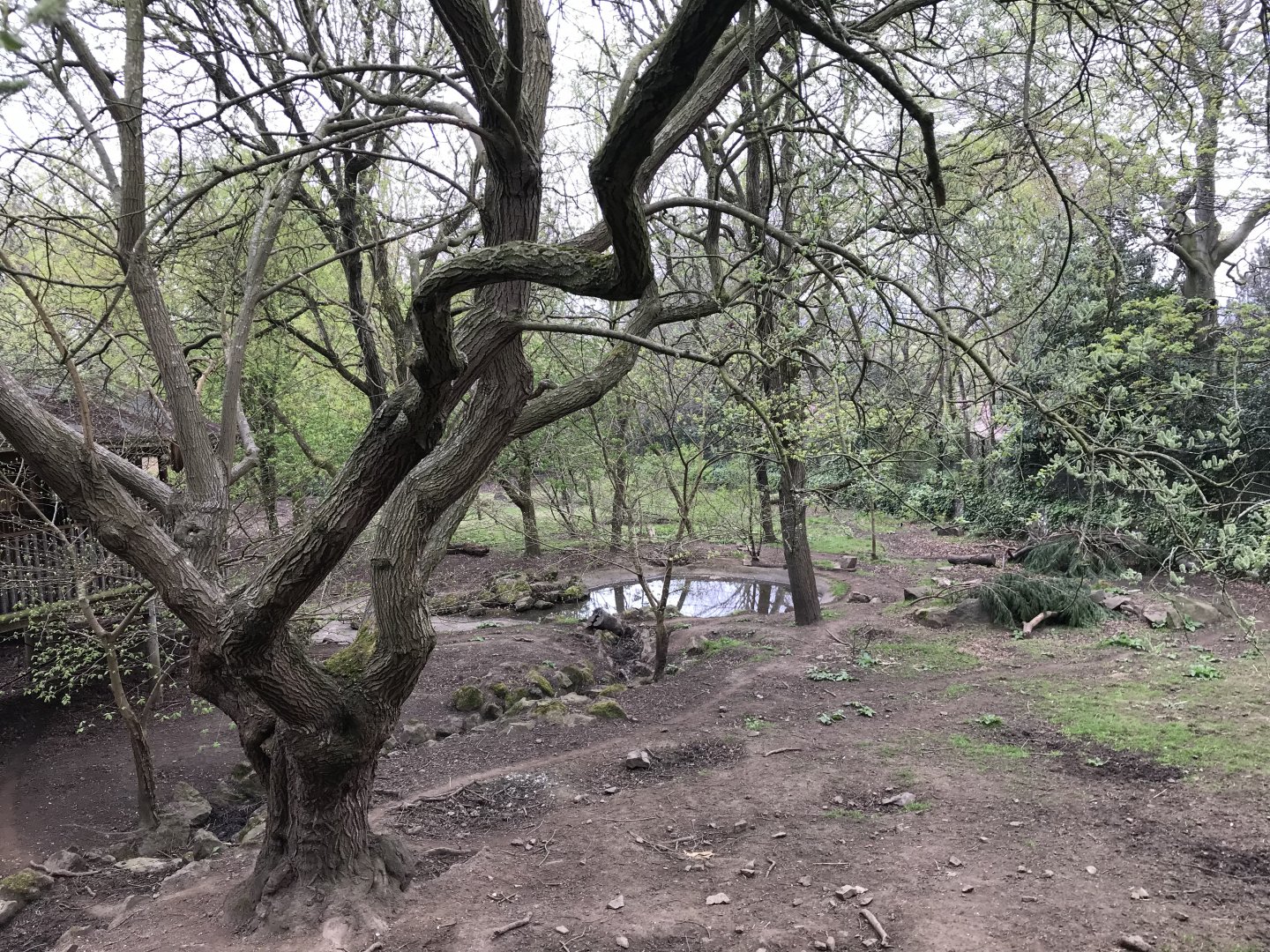 Red river hog enclosure (3)