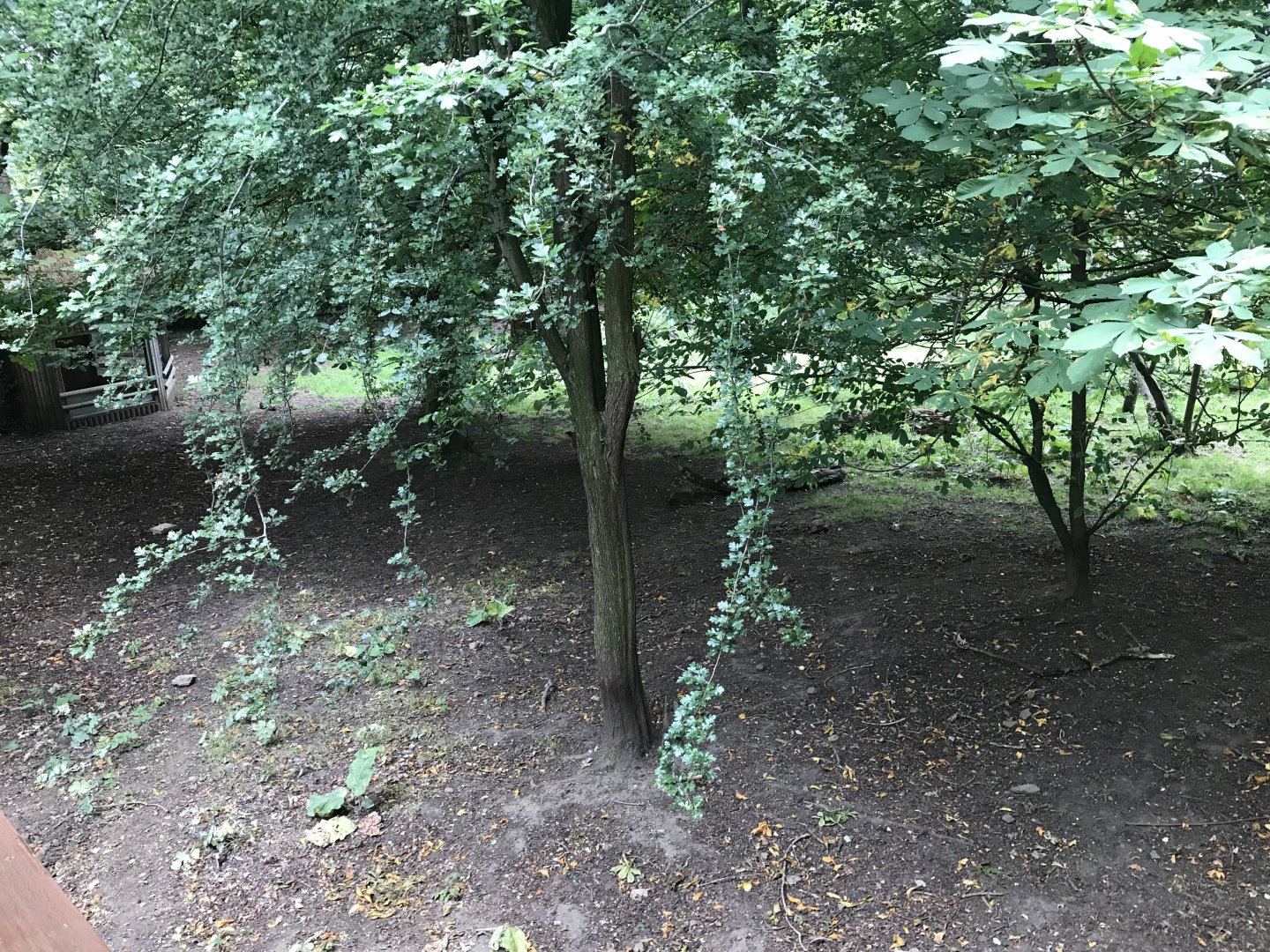 Red river hog enclosure (3)