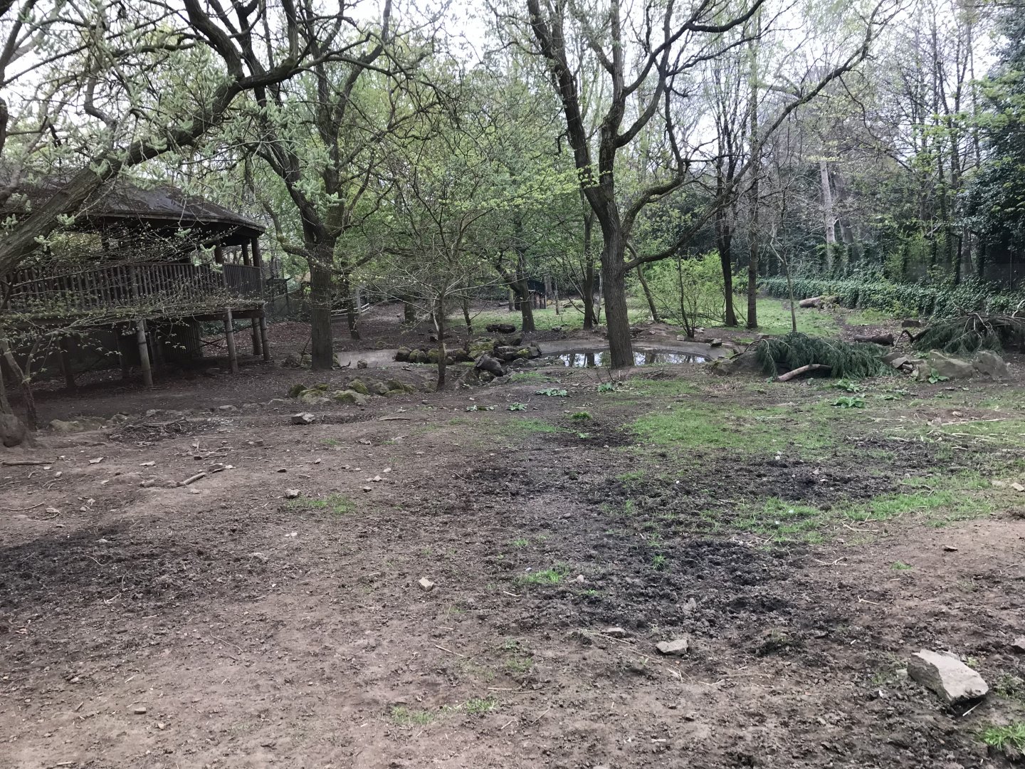 Red river hog enclosure (4)